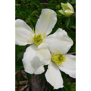 Clématite 'grandiflora' taille du pot -