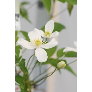 Clématite 'grandiflora' taille du pot -