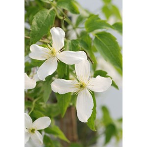 Clématite 'grandiflora' taille du pot -