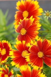 Coreopsis 'gold & bronze' taille du