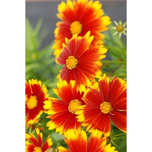 Coreopsis 'gold & bronze' taille du