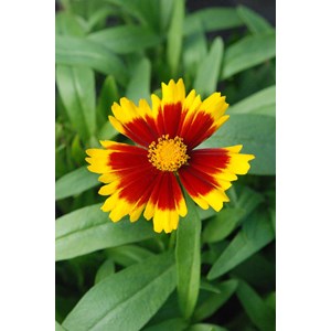 Coreopsis 'gold & bronze' taille du