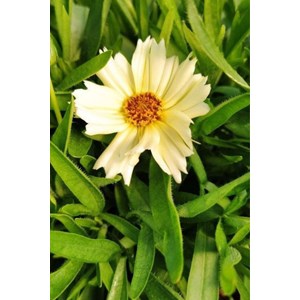 Coreopsis 'cream' taille du pot - en pot de 3 litres