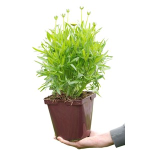 Coreopsis 'cream' taille du pot - en pot
