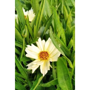 Coreopsis 'cream' taille du pot - en pot