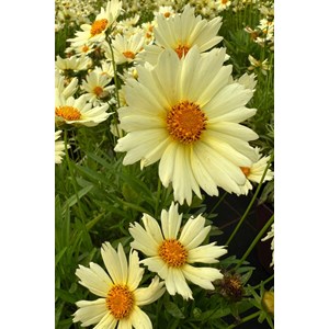 Coreopsis 'cream' taille du pot - en pot