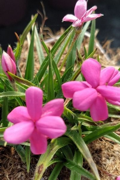 Rhodohypoxis 'paula' taille du pot - en pot de 2 litres