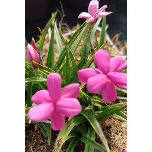 Rhodohypoxis 'paula' taille du pot - en