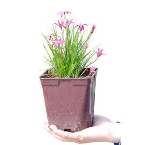Rhodohypoxis 'paula' taille du pot - en