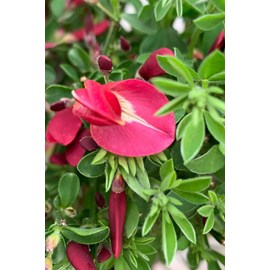 Genêt à balais 'boskoop ruby' taille d