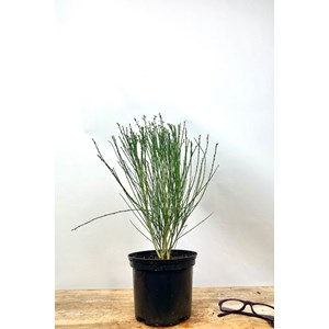 Genêt à balais 'boskoop ruby' taille d