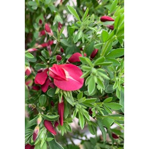 Genêt à balais 'boskoop ruby' taille d