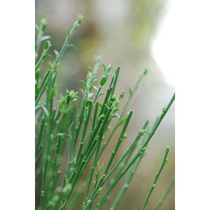 Genêt à balais 'boskoop ruby' taille d