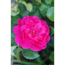 Rosier décorosiers ? 'emera ?' taille d