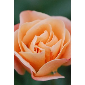 Rosier décorosiers ? 'calizia ?' taille du pot - en pot de 3 litres