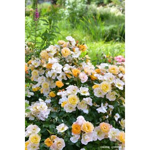 Rosier décorosiers ? 'calizia ?' taille