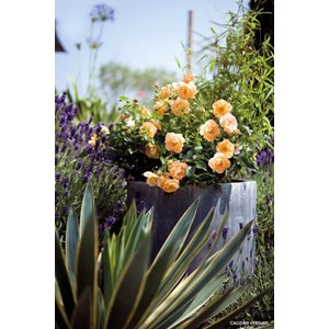 Rosier décorosiers ? 'calizia ?' taille