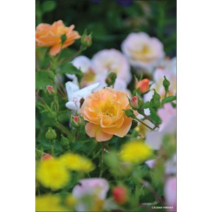 Rosier décorosiers ? 'calizia ?' taille