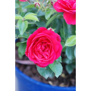 Rosier décorosiers ? 'kadora ?' taille du pot - en pot de 2 litres