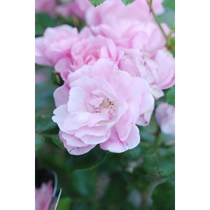 Rosier décorosiers ? 'mareva ?' taille du pot - en pot de 2 litres