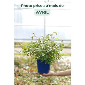 Rosier décorosiers ? 'mareva ?' taille