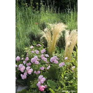 Rosier décorosiers ? 'mareva ?' taille