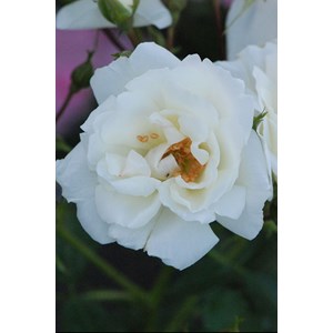 Rosier décorosiers ? 'opalia ?' taille du pot - en pot de 2 litres