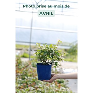 Rosier décorosiers ? 'opalia ?' taille