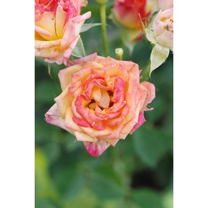 Rosier kordès ? 'little sunset ?' taill