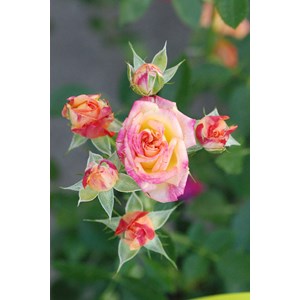 Rosier kordès ? 'little sunset ?' taill