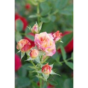 Rosier kordès ? 'little sunset ?' taill