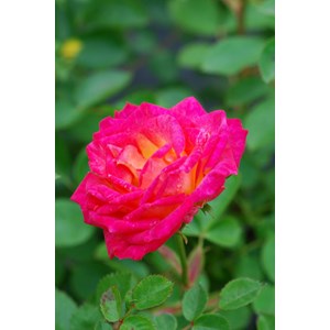 Rosier kordès ? 'little sunset ?' taill