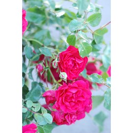 Rosier kordès ? 'toscana ?' taille du p