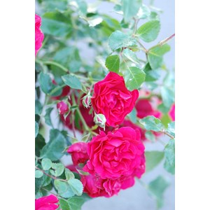 Rosier kordès ? 'toscana ?' taille du pot - en pot de 2 litres