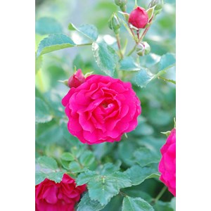 Rosier kordès ? 'toscana ?' taille du p