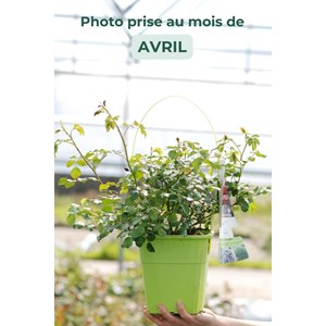 Rosier kordès ? 'toscana ?' taille du p