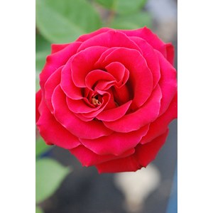 Rosier décorosiers ? 'crazy pink voluptia ?' taille du pot - en pot de 5 litres