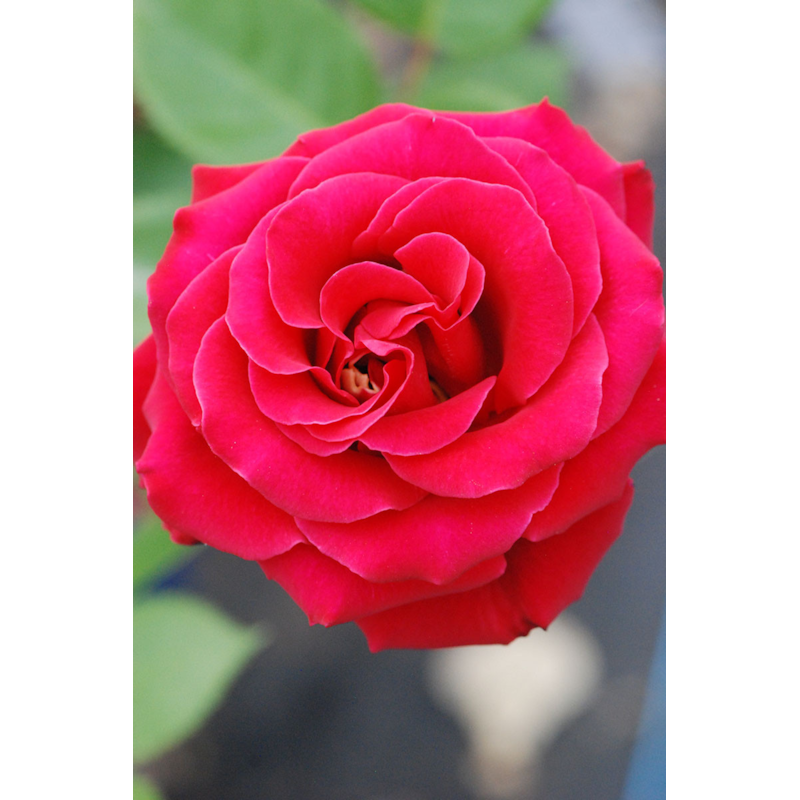 Roué Pépinières - Rosier décorosiers ? 'crazy pink voluptia ?' taille du pot - en pot de 5 litres