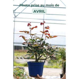 Rosier décorosiers ? 'crazy pink volupt