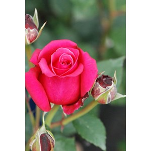 Rosier décorosiers ? 'crazy pink volupt