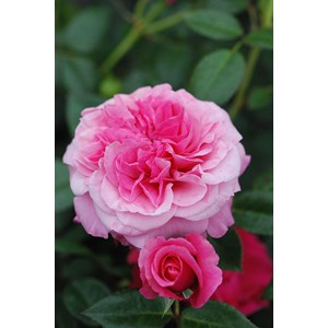 Rosier décorosiers ? 'pink voluptia ?'