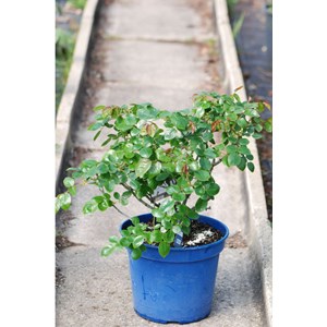 Rosier décorosiers ? 'pink voluptia ?' taille du pot - en pot de 5 litres