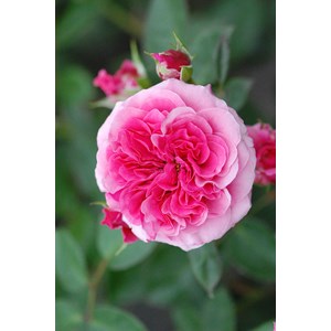 Rosier décorosiers ? 'pink voluptia ?' taille du pot - en pot de 5 litres