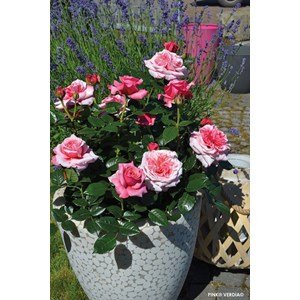 Rosier décorosiers ? 'pink voluptia ?' taille du pot - en pot de 5 litres