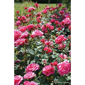 Rosier décorosiers ? 'pink voluptia ?' taille du pot - en pot de 5 litres