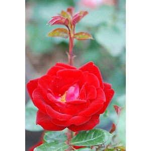 Rosier meilland 'coluche ?' taille du po