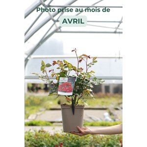 Rosier meilland 'coluche ?' taille du po