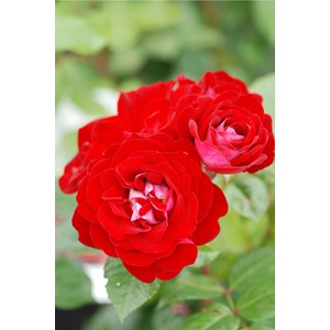 Rosier meilland 'coluche ?' taille du po