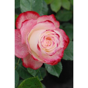 Rosier 'jubilé du prince de monaco ?' taille du pot - en pot de 5 litres