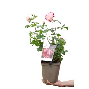 Rosier 'jubilé du prince de monaco ?' t